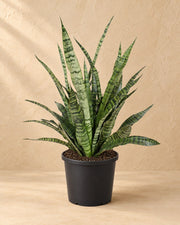Vrouwentong (Sansevieria 'Diamond Green')