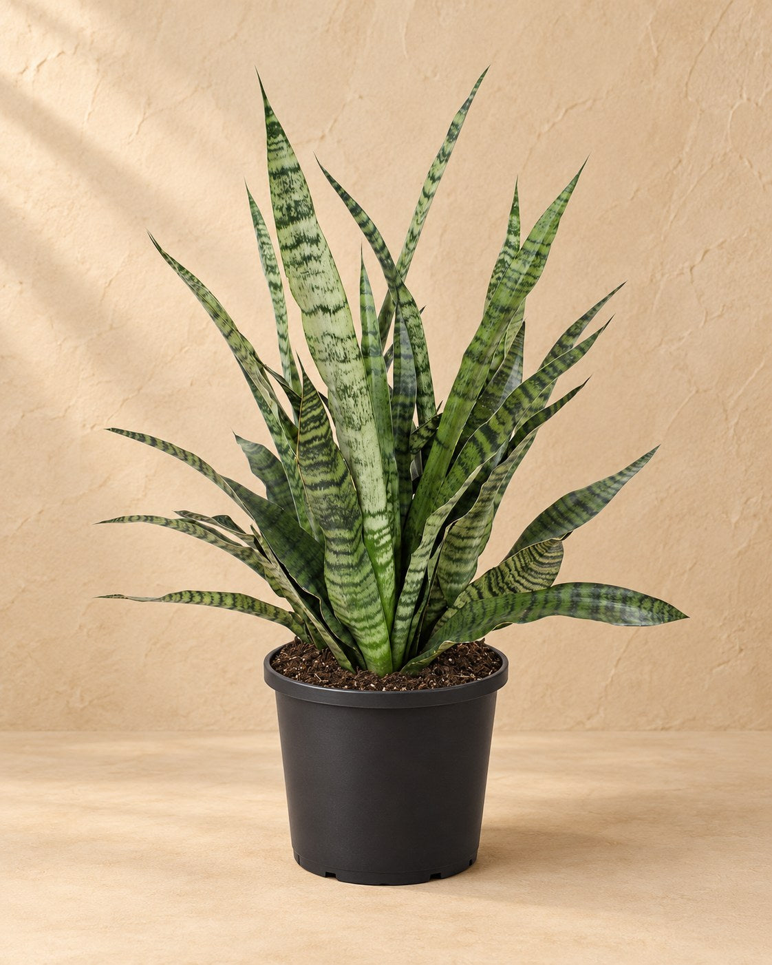 Vrouwentong (Sansevieria 'Diamond Green')