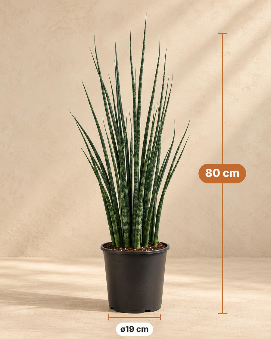 Svigermors skarpe tunge (Sansevieria 'Fernwood Mikado') 80 cm høj, potte ø19 cm