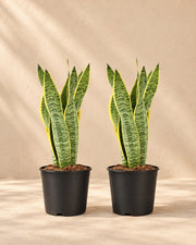 Vrouwentong Sansevieria Laurentii (2 planten, pot ø14 cm)