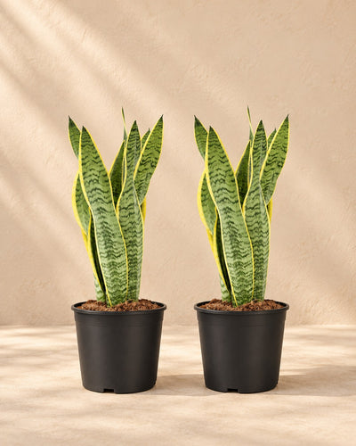 Vrouwentong Sansevieria Laurentii (2 planten, pot ø14 cm)