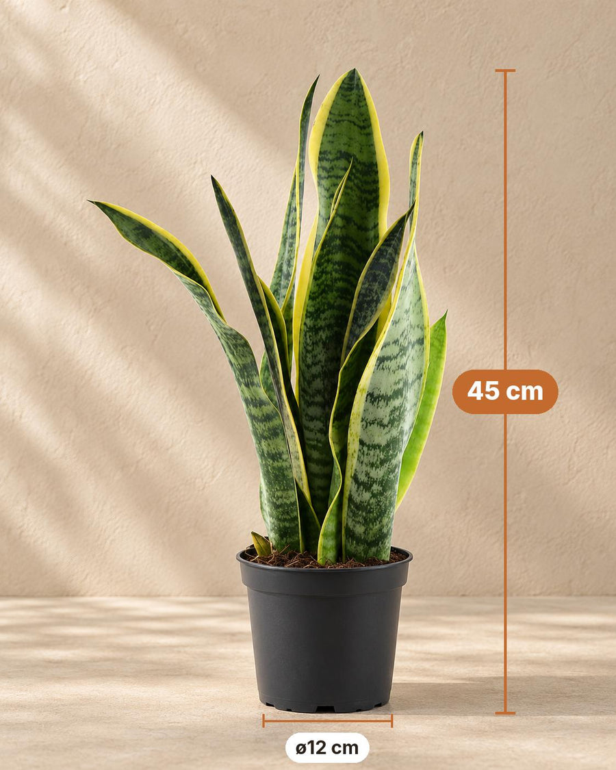 Vrouwentong (Sansevieria trifasciata 'Laurentii') 45 cm hoog, pot ø12 cm