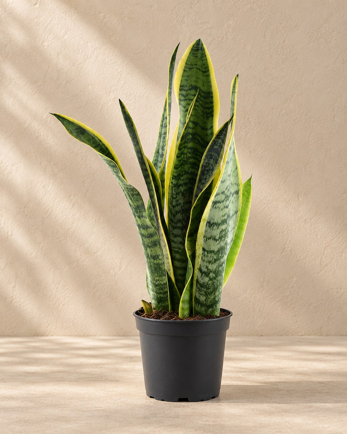 Vrouwentong (Sansevieria trifasciata 'Laurentii')
