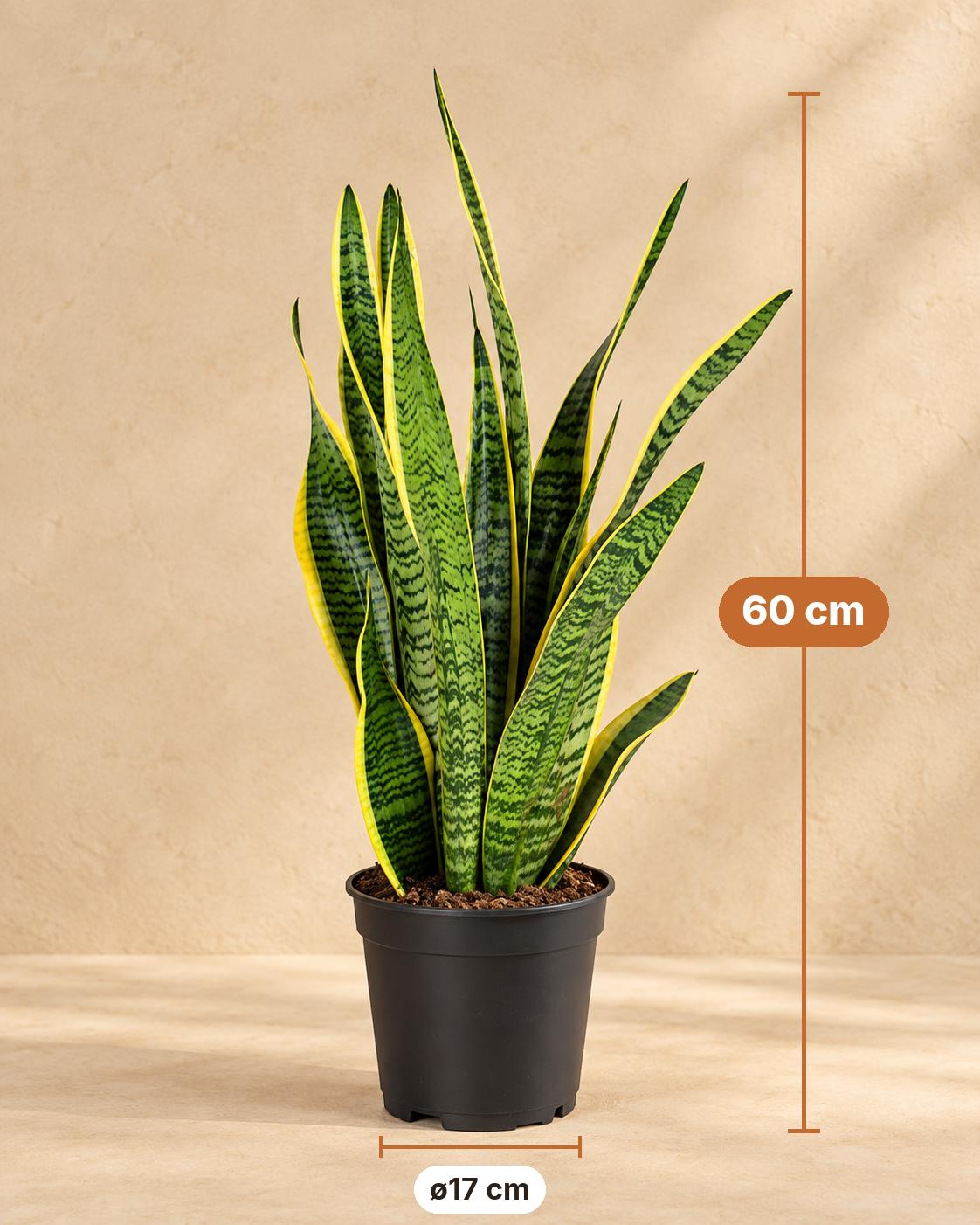Vrouwentong (Sansevieria trifasciata 'Laurentii'), 60 cm hoog, pot ø17 cm