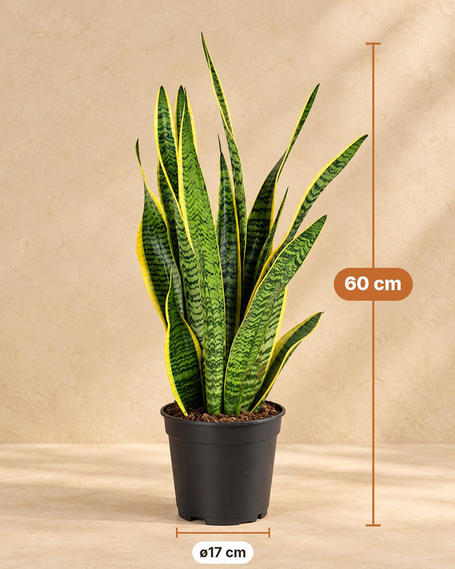 Vrouwentong (Sansevieria trifasciata 'Laurentii') 60 cm hoog, pot ø17 cm