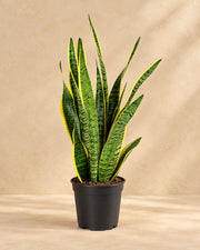 Vrouwentong (Sansevieria trifasciata 'Laurentii')