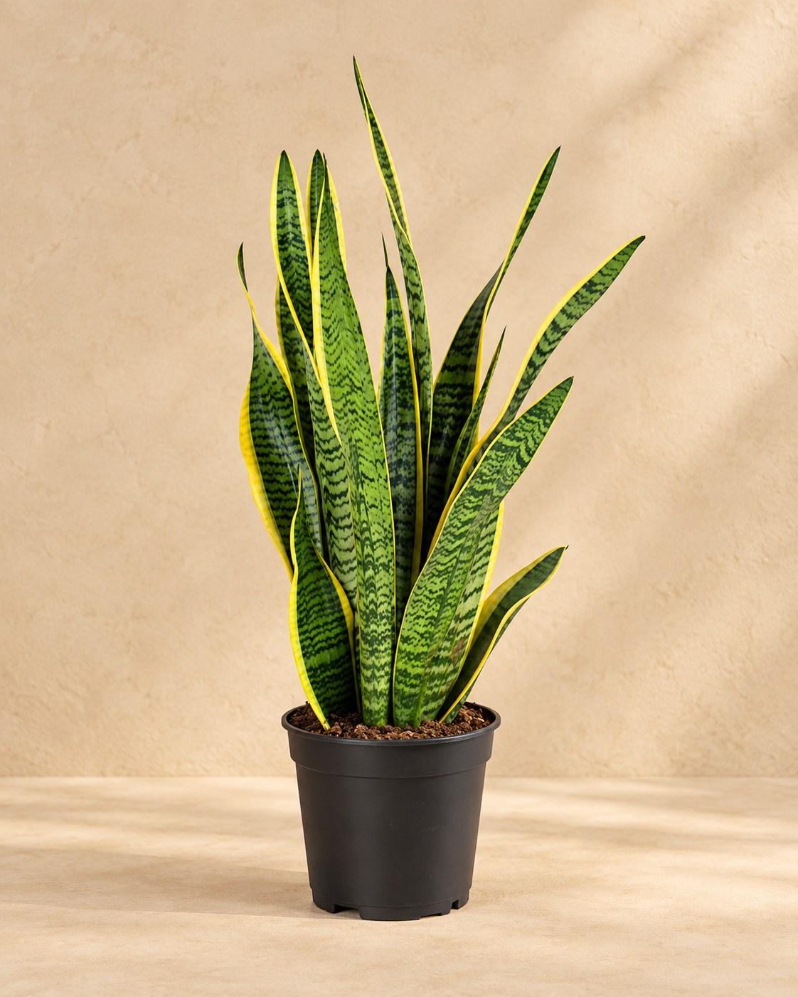 Vrouwentong (Sansevieria trifasciata 'Laurentii')