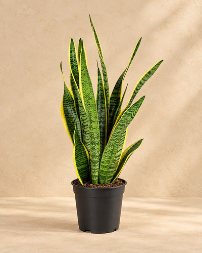 Vrouwentong (Sansevieria trifasciata 'Laurentii')