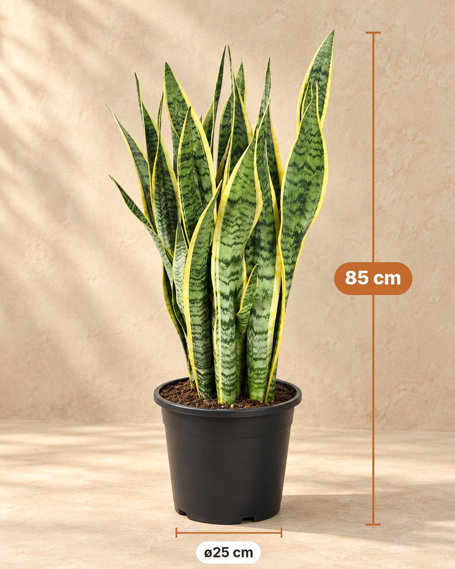 Vrouwentong (Sansevieria trifasciata 'Laurentii') 85 cm hoog, pot ø25 cm