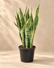 Vrouwentong (Sansevieria trifasciata 'Laurentii')
