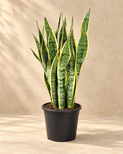 Vrouwentong (Sansevieria trifasciata 'Laurentii')