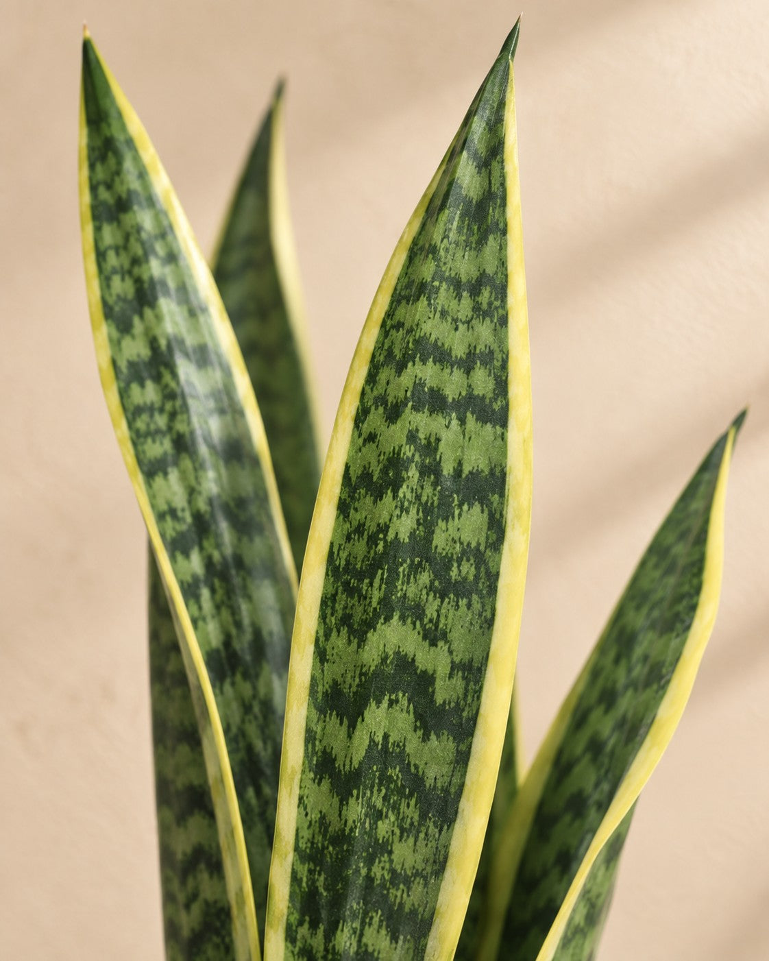 Nahaufnahme der Blätter der Sansevieria Laurentii (Sansevieria trifasciata 'Laurentii')