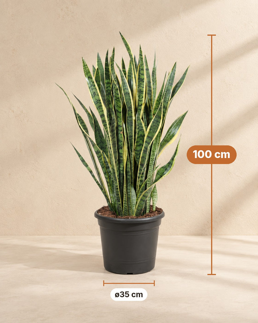 Sansevieria Laurentii (vrouwentong) 100 cm hoog, pot ø35 cm