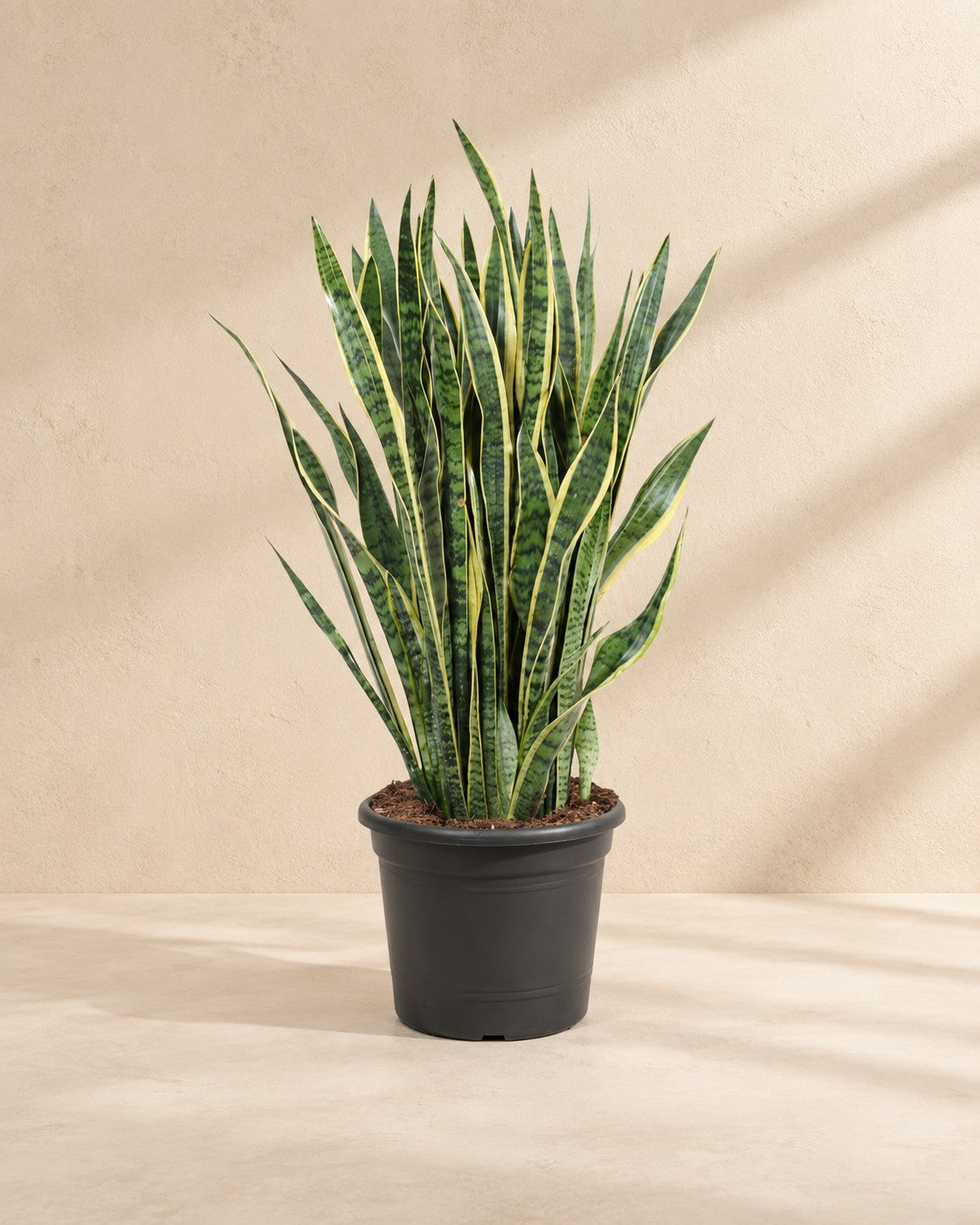 Sansevieria Laurentii (Sansevieria trifasciata 'Laurentii'), 100 cm hoch im Anzuchttopf von 35 cm