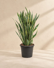 Sansevieria Laurentii (Sansevieria trifasciata 'Laurentii') van 100 cm hoog in kweekpot van 35 cm