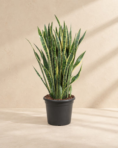 Sansevieria Laurentii (Sansevieria trifasciata 'Laurentii') van 100 cm hoog in kweekpot van 35 cm