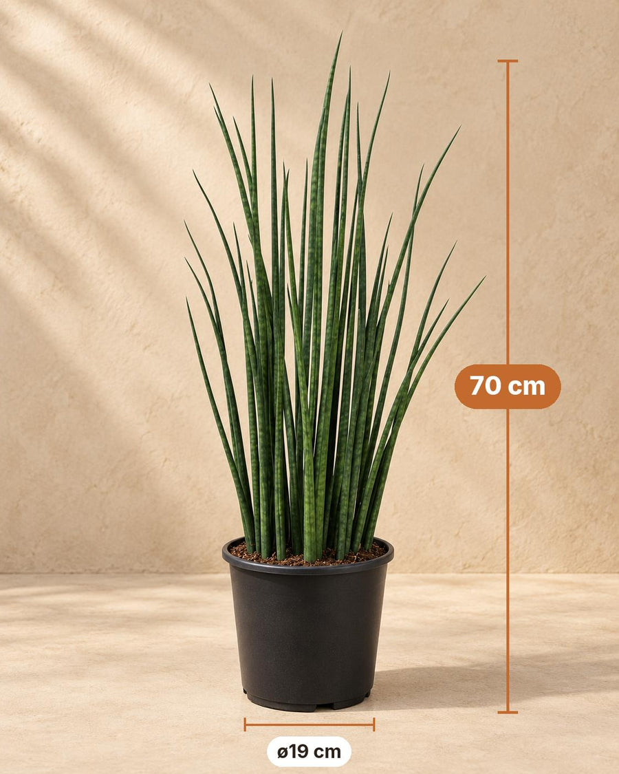 Langue de belle-mère (Sansevieria 'Mikado') 70 cm de haut, pot ø19 cm