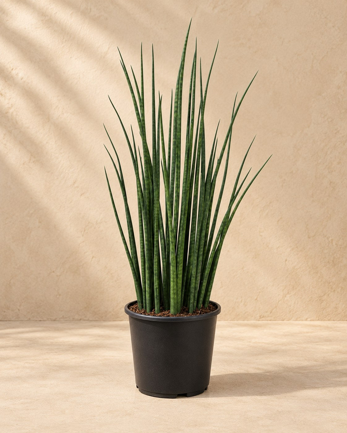 Langue de belle-mère 70 cm de haut, pot ø19 cm