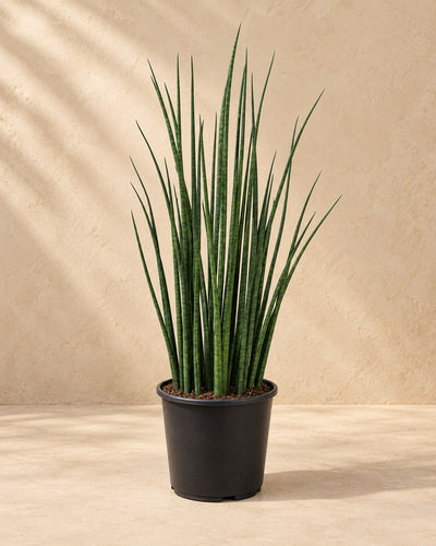 Langue de belle-mère 70 cm de haut, pot ø19 cm