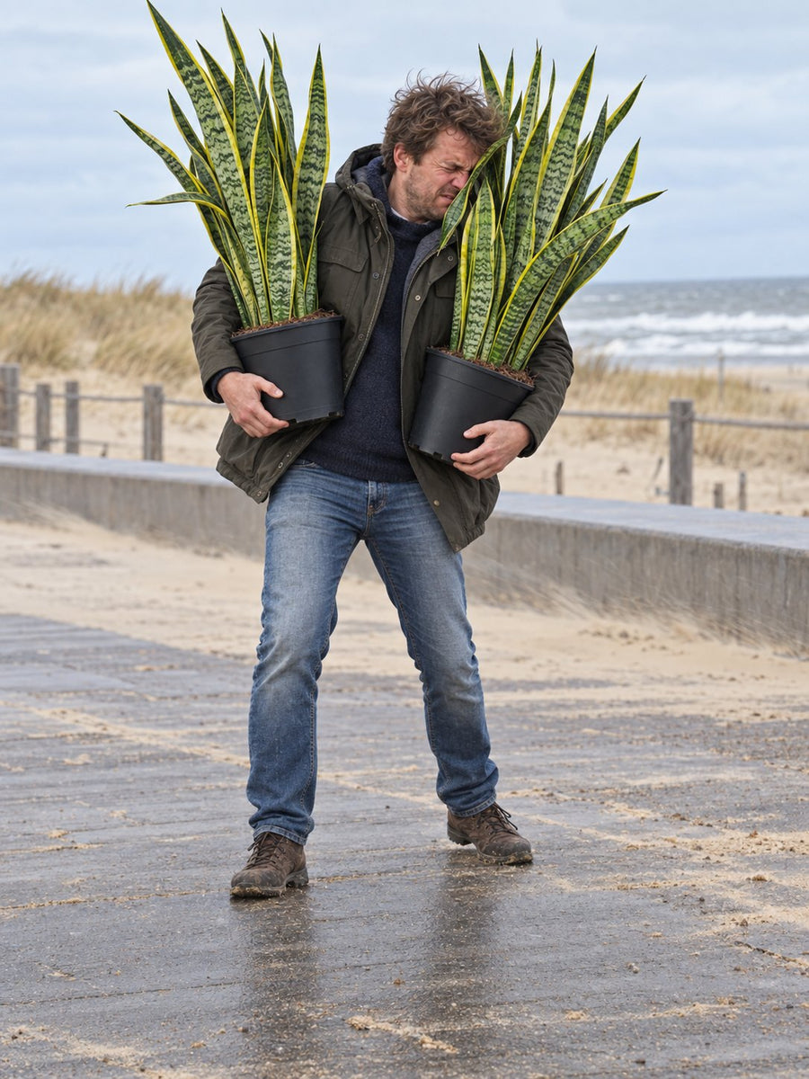 Een man draagt twee Sansevieria's over de boulevard in de wind