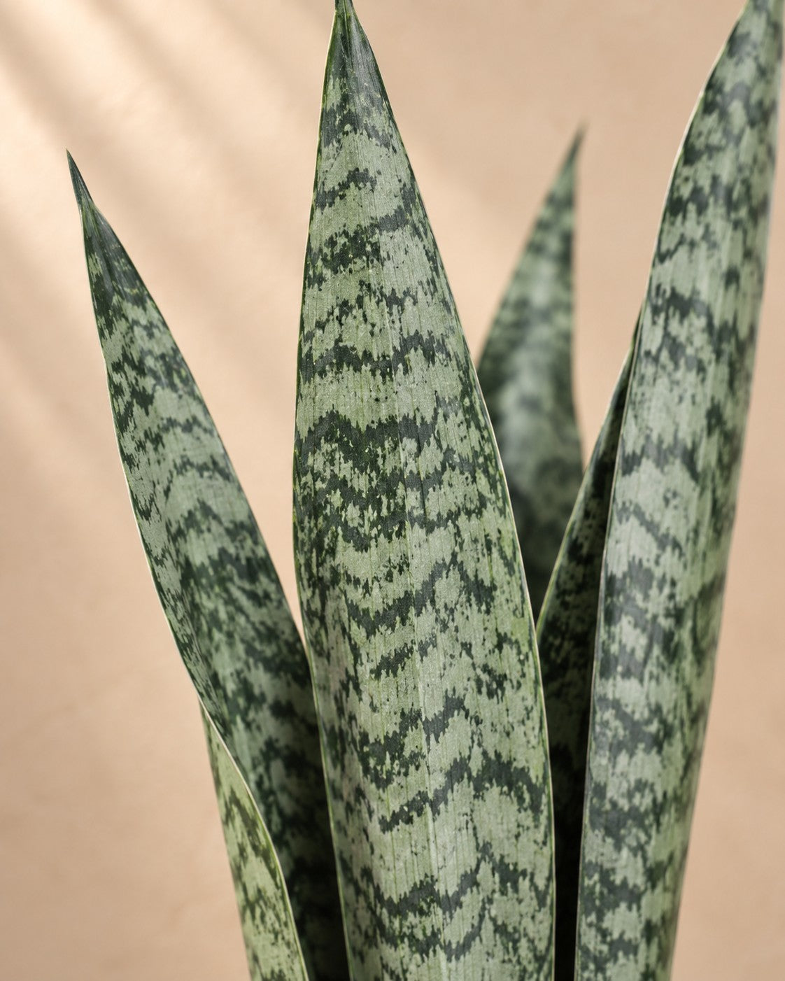 Close-up van het blad van de Sansevieria Zeylenica (Sansevieria zeylanica)