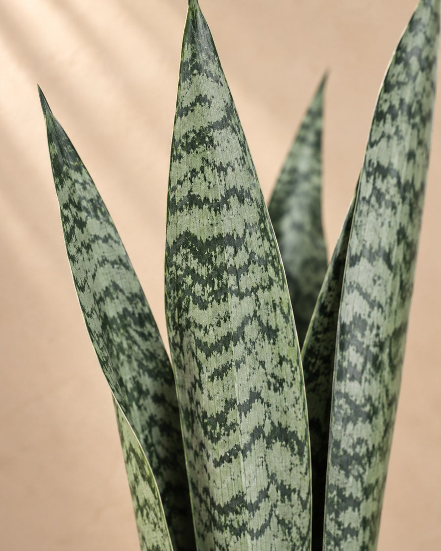 Sansevieria Zeylenica (vrouwentong) 110 cm hoog, pot ø35 cm