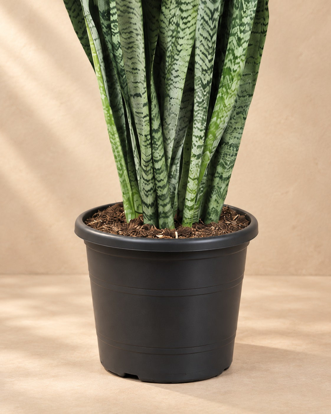 Onderste deel van de Sansevieria Zeylenica (Sansevieria zeylanica) met de kweekpot