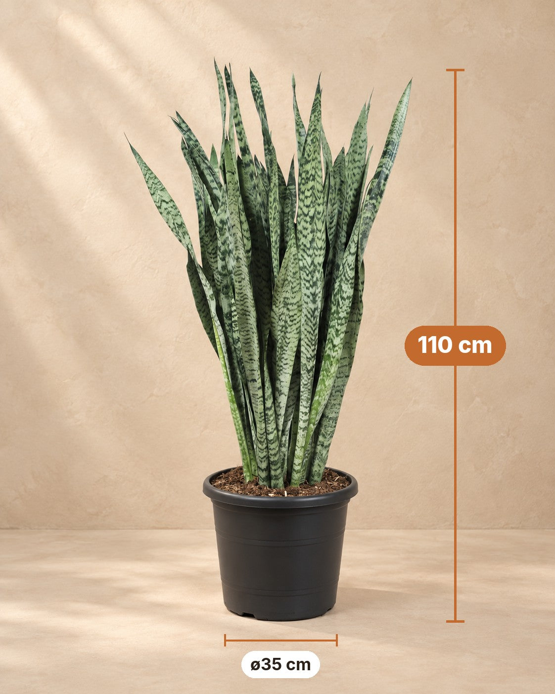 Afmetingen Sansevieria Zeylenica: 110 cm hoog, pot ø35 cm