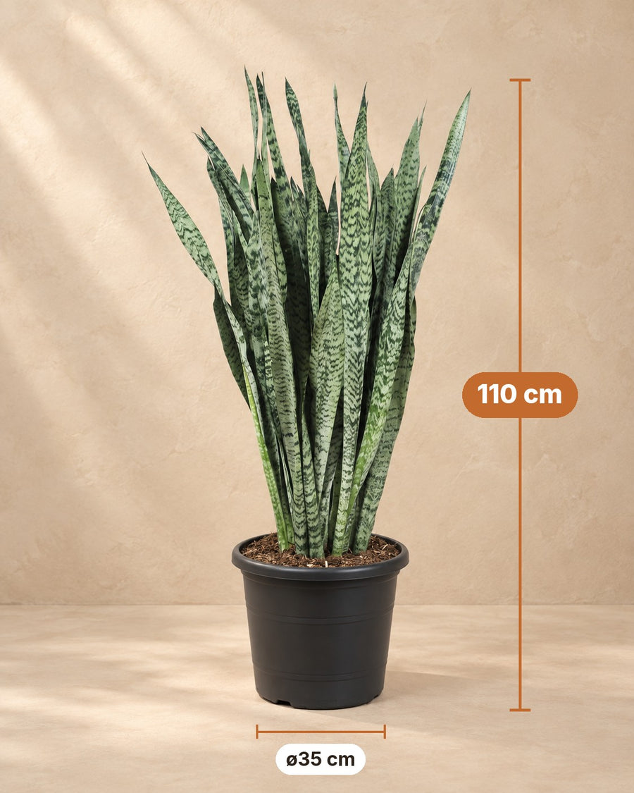 Sansevieria Zeylenica (vrouwentong) 110 cm hoog, pot ø35 cm