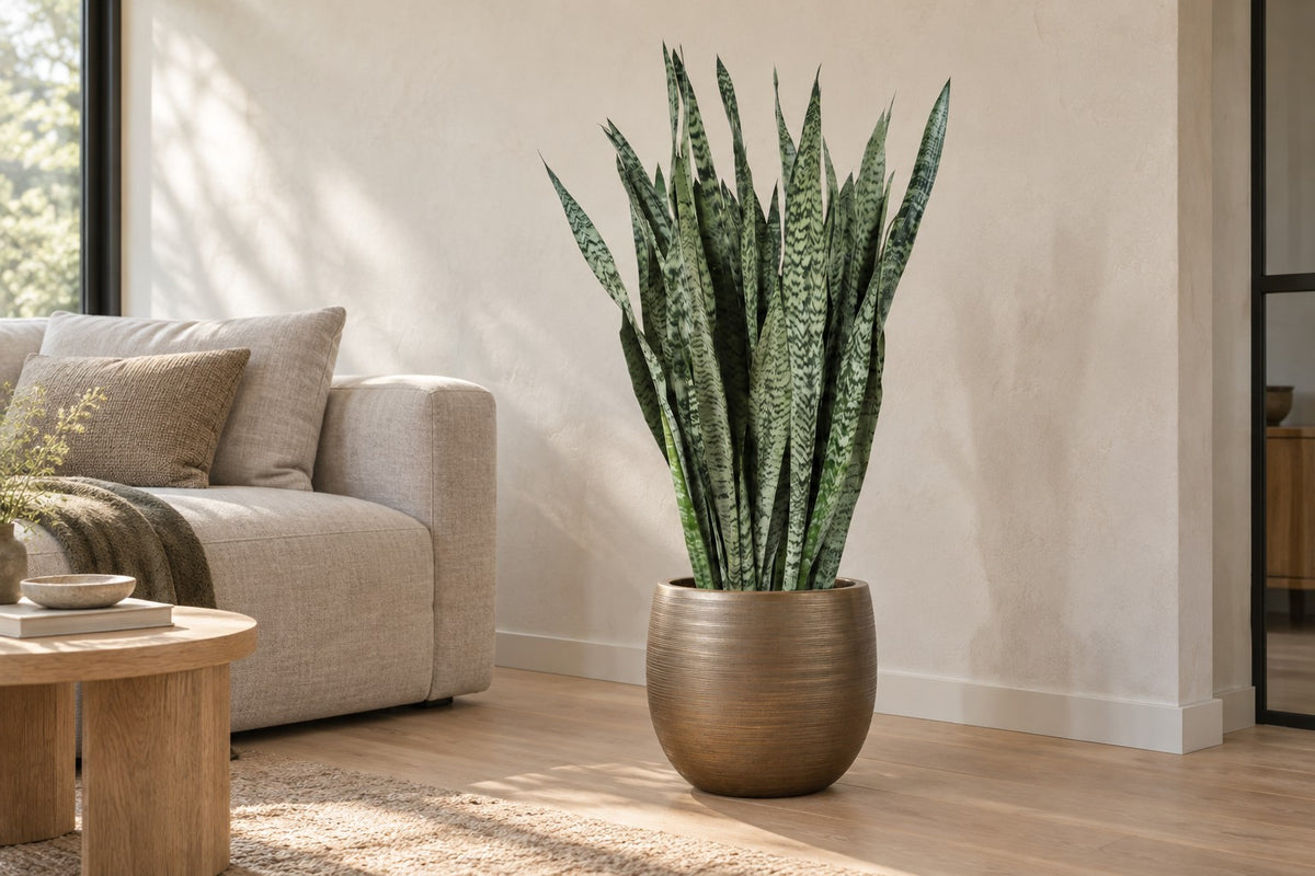 Sansevieria Zeylenica van 110 cm in sierpot Rowen gold in een lichte woonkamer