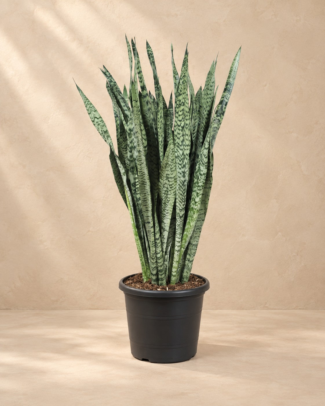 Sansevieria Zeylenica (Sansevieria zeylanica) van 110 cm hoog in kweekpot van 35 cm