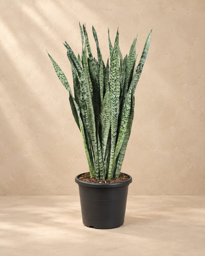 Sansevieria Zeylenica (Sansevieria zeylanica) van 110 cm hoog in kweekpot van 35 cm