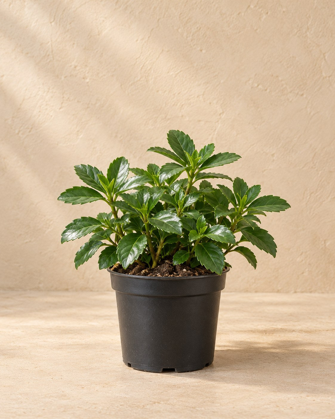 Schaduwkruid 'Green Sheen' in kweekpot