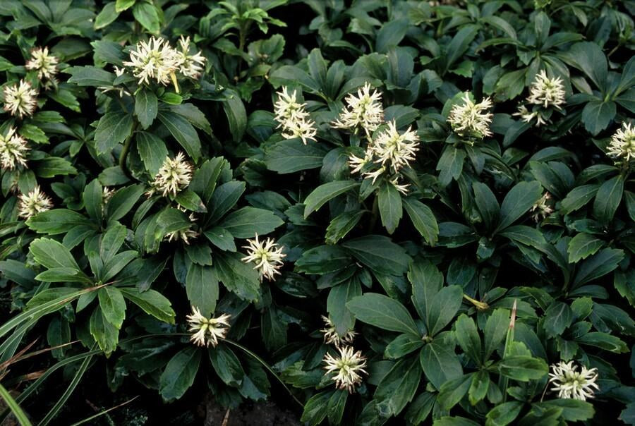 Schaduwkruid 'Green Sheen' in de tuin