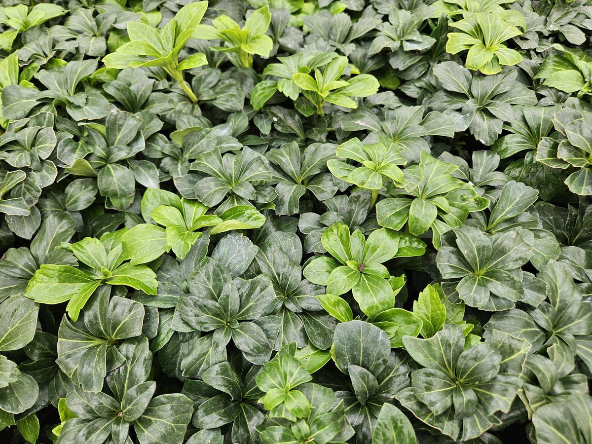 Skuggröna 'Green Sheen' i trädgården