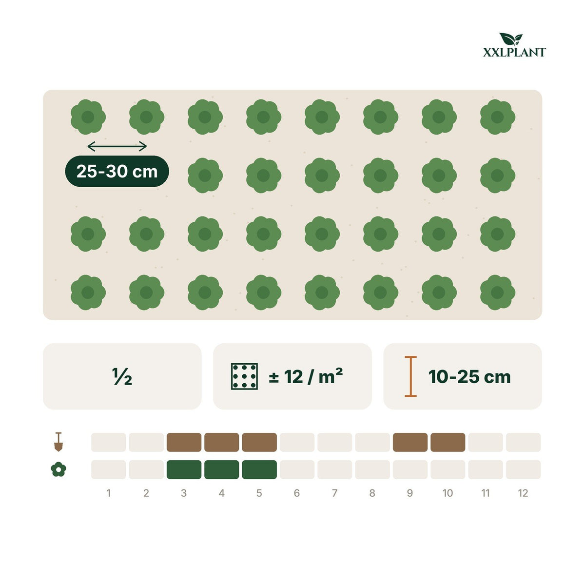 Pflanzkarte Ysander 'Green Carpet'