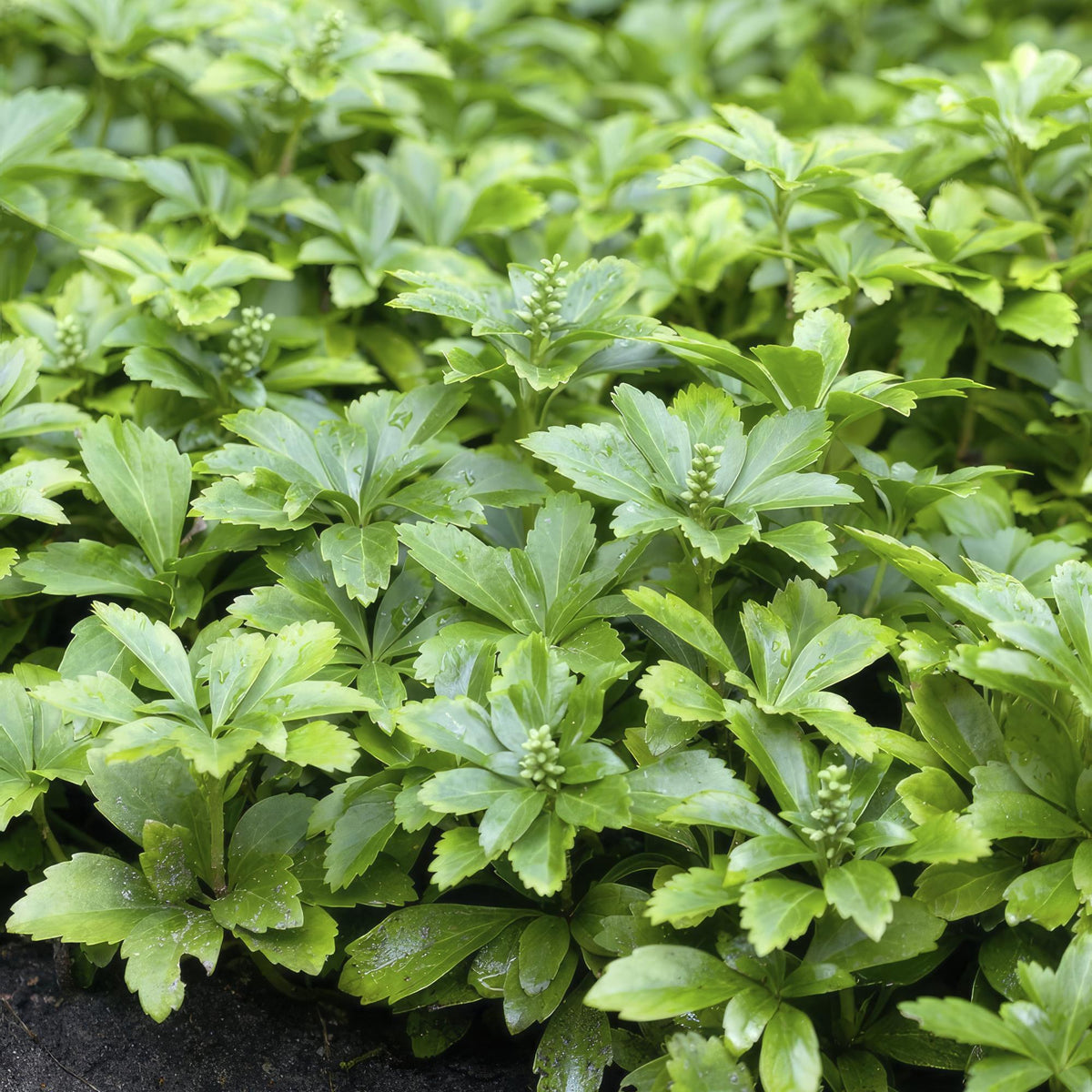 Ysander 'Green Carpet' im Garten