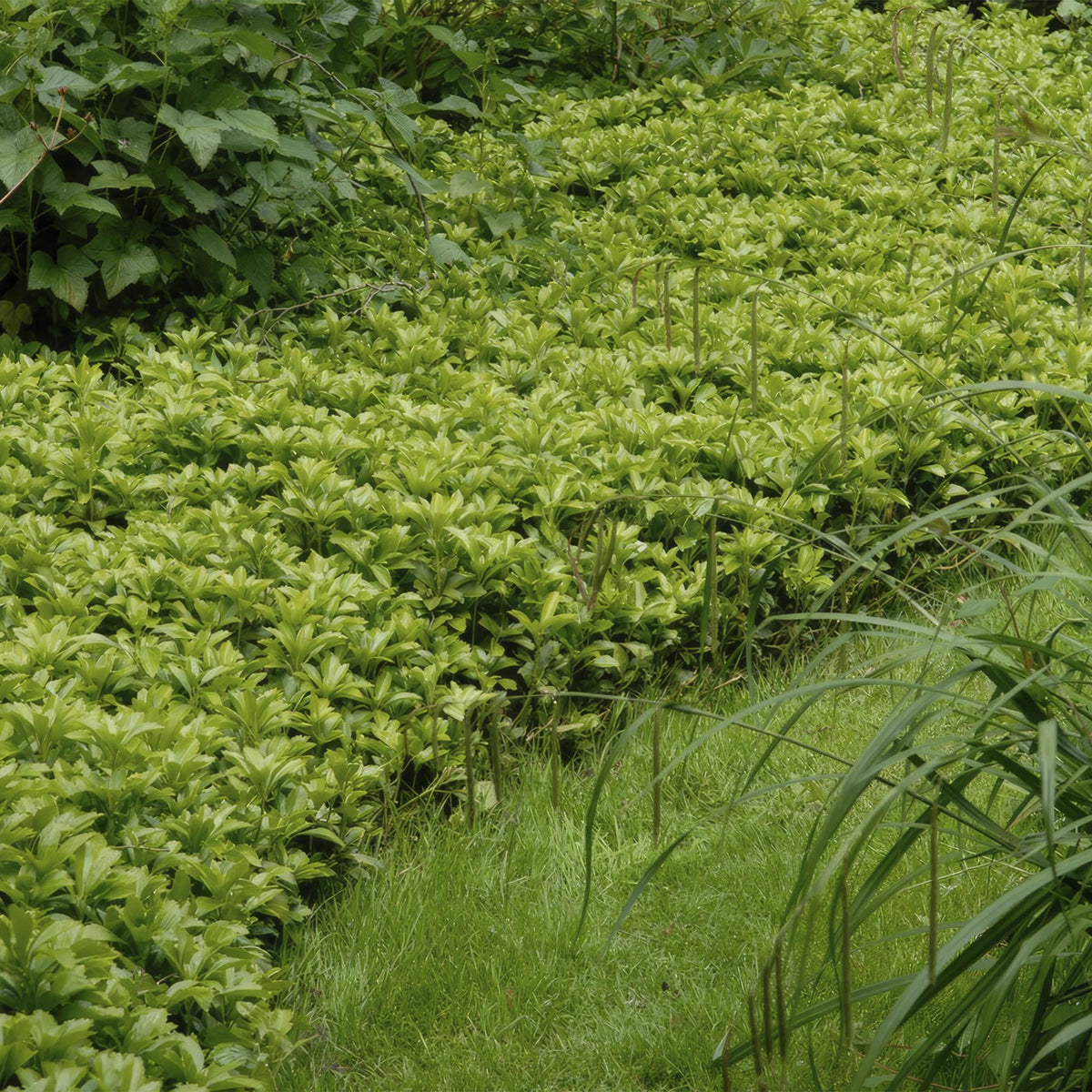 Ysander 'Green Carpet' im Garten
