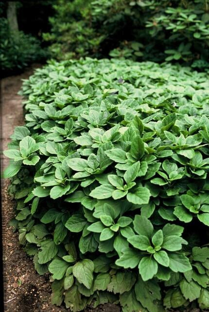 Japanese spurge in the garden