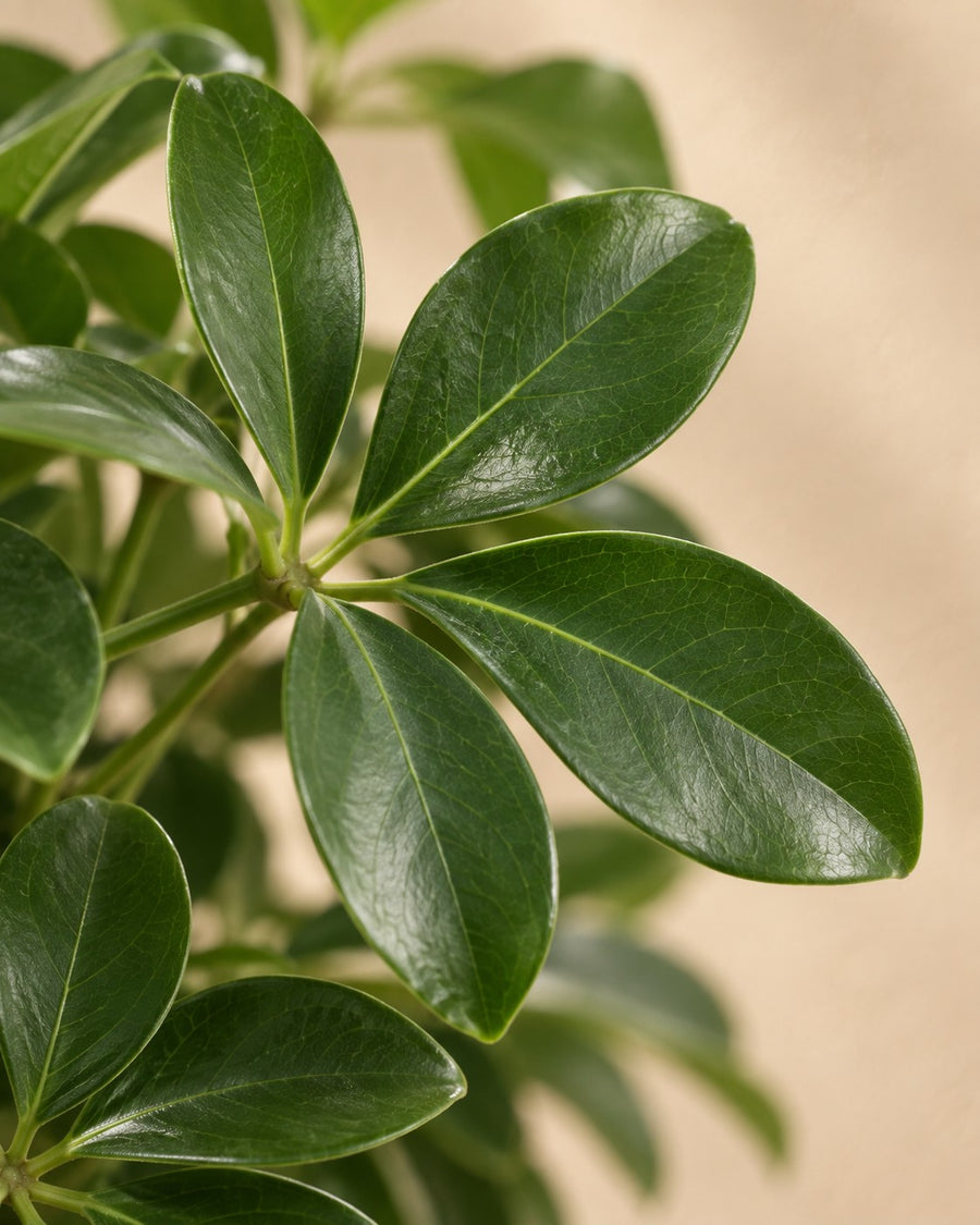Schefflera arboricola Compacta (vingersboom) boom 180 cm hoog, pot ø35 cm