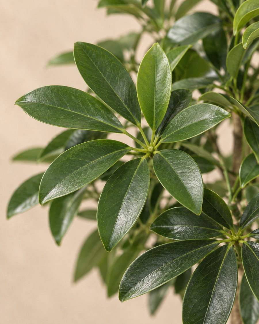Schefflera arboricola Compacta (vingersboom) boom 190 cm hoog, pot ø45 cm