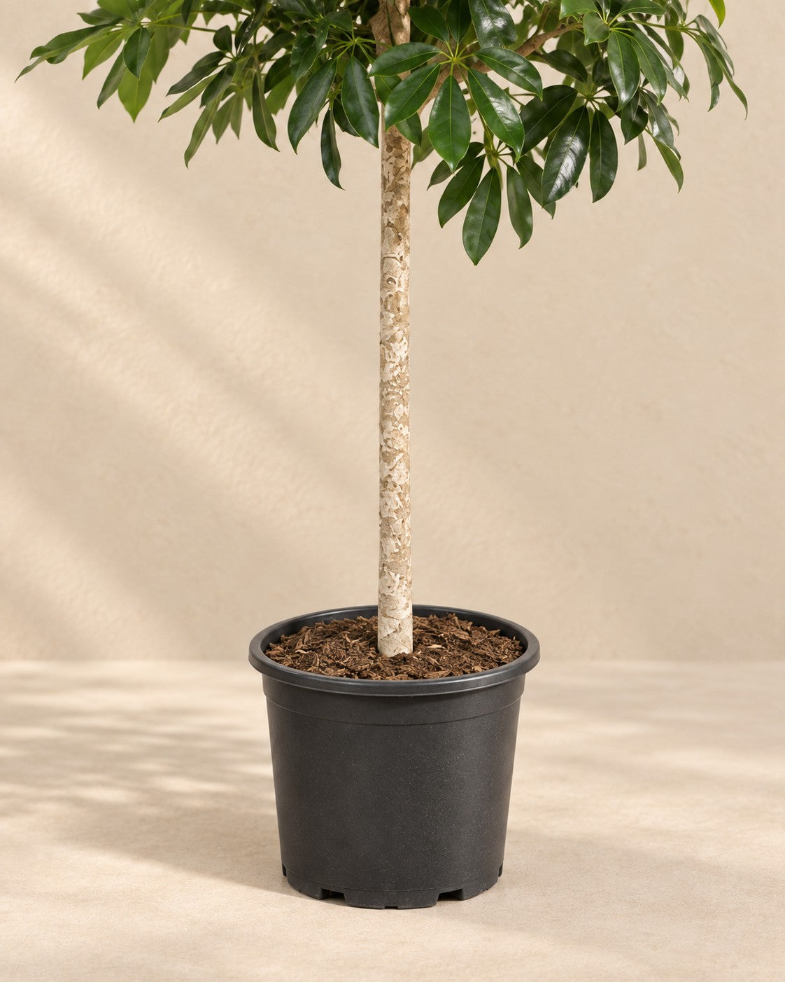 Onderste deel van de Schefflera arboricola Compacta (Schefflera arboricola 'Compacta') met de kweekpot