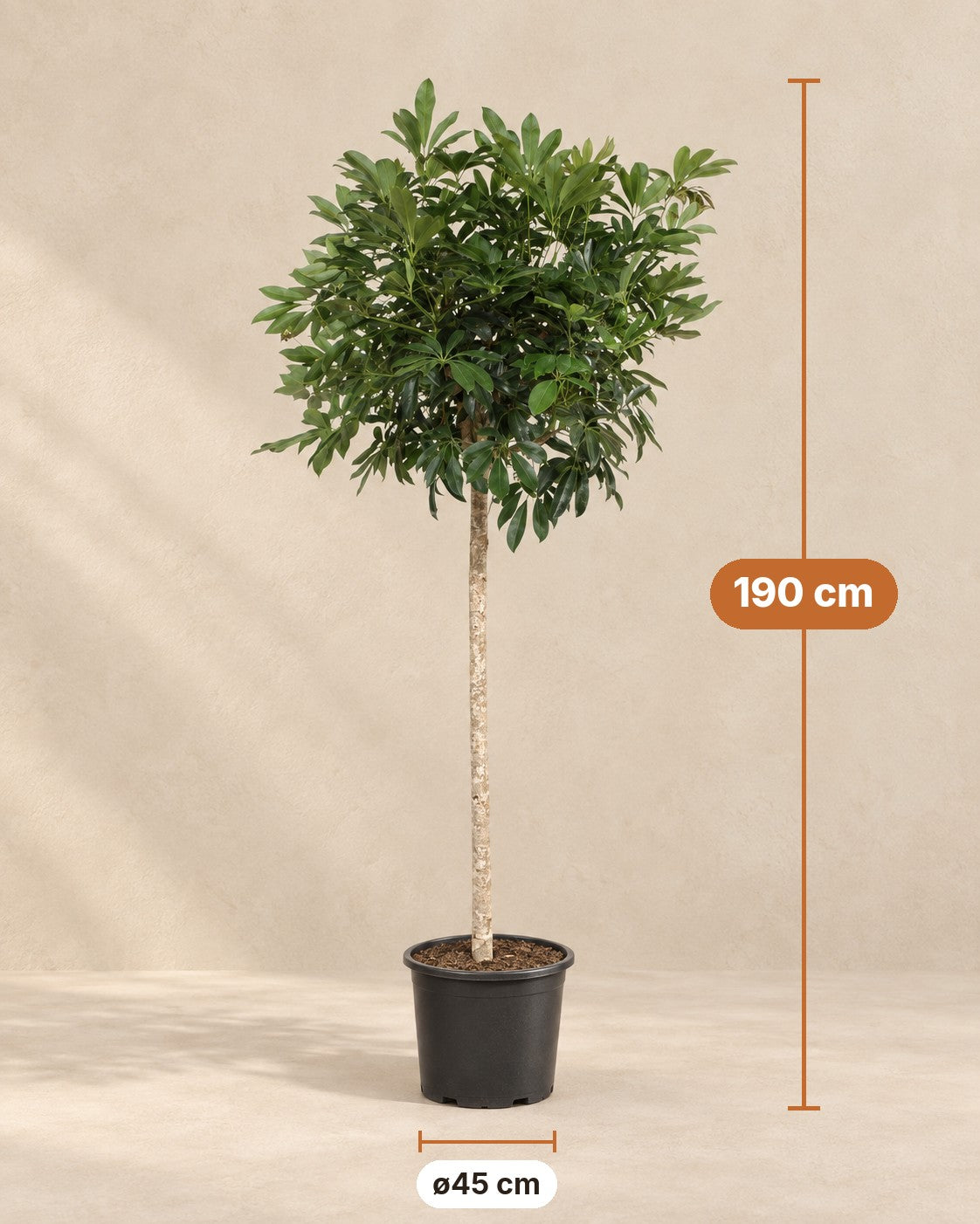 Afmetingen Schefflera arboricola Compacta: 190 cm hoog, pot ø45 cm