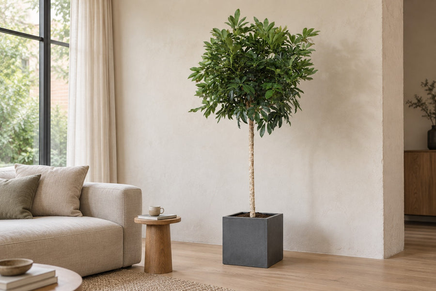 Schefflera arboricola Compacta (vingersboom) boom 190 cm hoog, pot ø45 cm