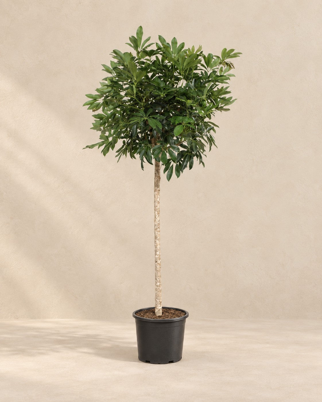 Schefflera arboricola Compacta (Schefflera arboricola 'Compacta') van 190 cm hoog in kweekpot van 45 cm
