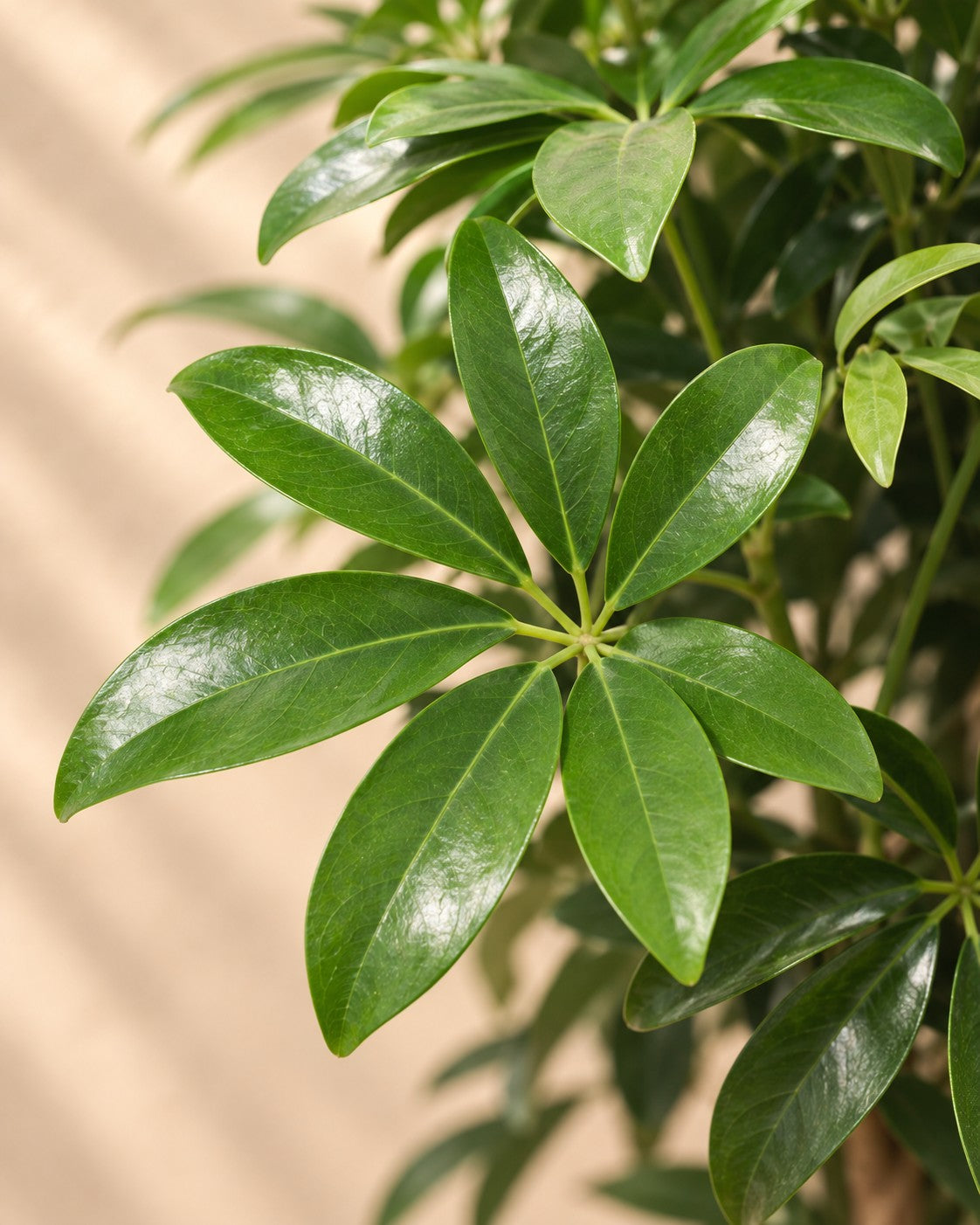 Close-up van het blad van de Schefflera op stam (Schefflera sp.)