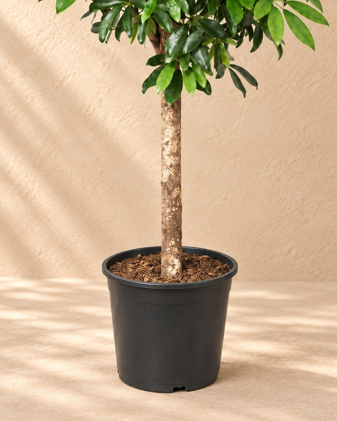 Onderste deel van de Schefflera op stam (Schefflera sp.) met de kweekpot