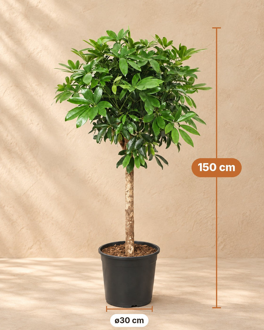 Schefflera op stam 150cm - ø30