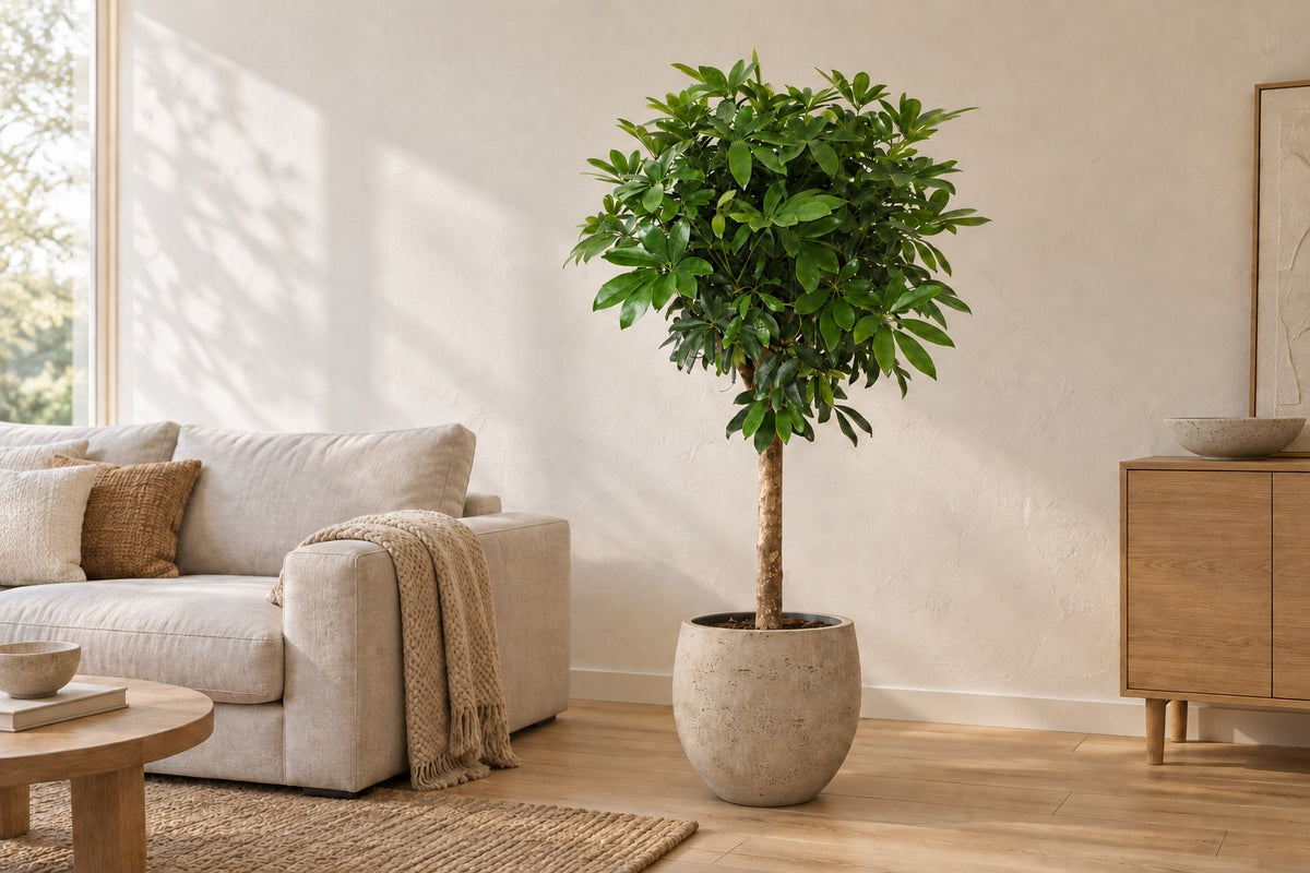 Schefflera op stam van 150 cm in sierpot Orb Grey Washed in een lichte woonkamer