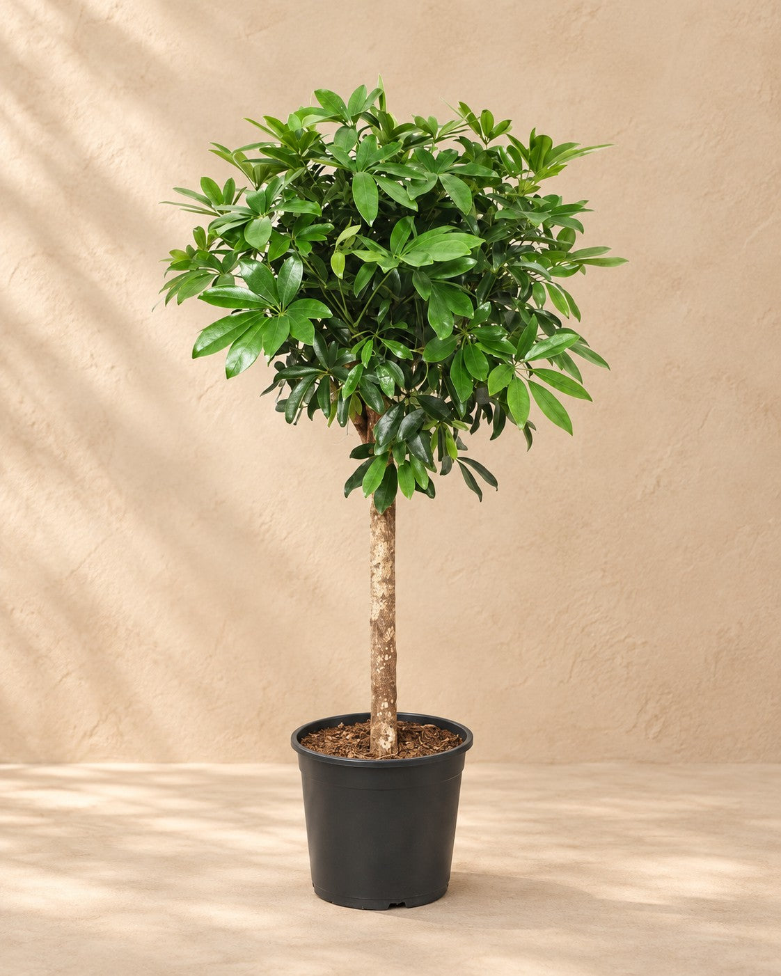 Schefflera op stam (Schefflera sp.) van 150 cm hoog in kweekpot van 30 cm